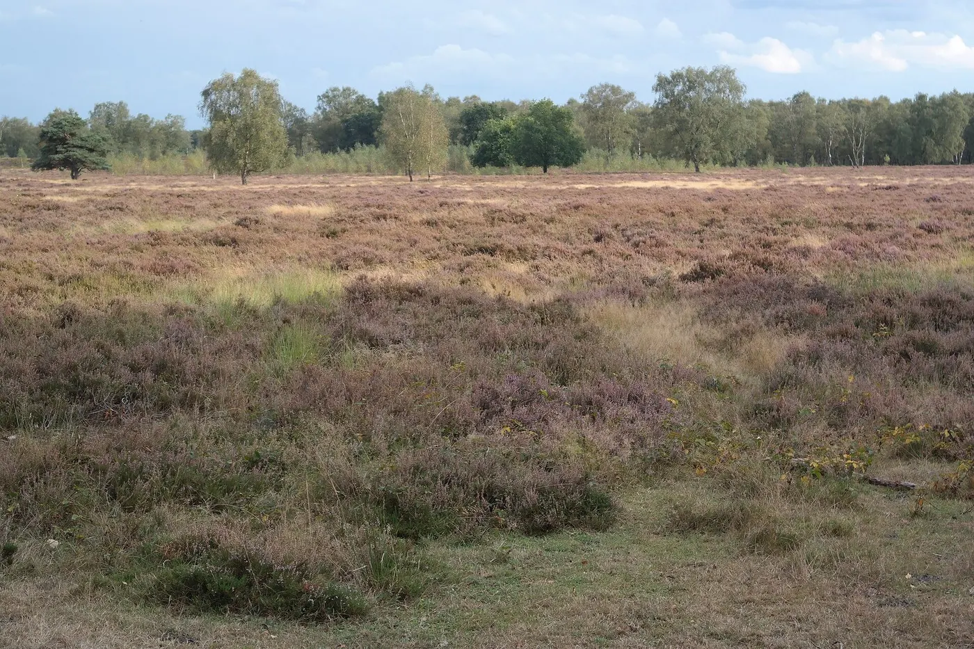 Natuurtoets onder de Omgevingswet